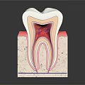 Cross Section View Of Human Tooth Anatomy With Enamel Dentin Pulp And Root