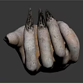 Close Up View Of Animal Paw Organ With Sharp Black Claws And Rough Skin Texture