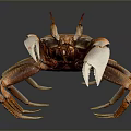 Brown Crab with Large Claws and Long Legs Isolated on Dark Background 3d model