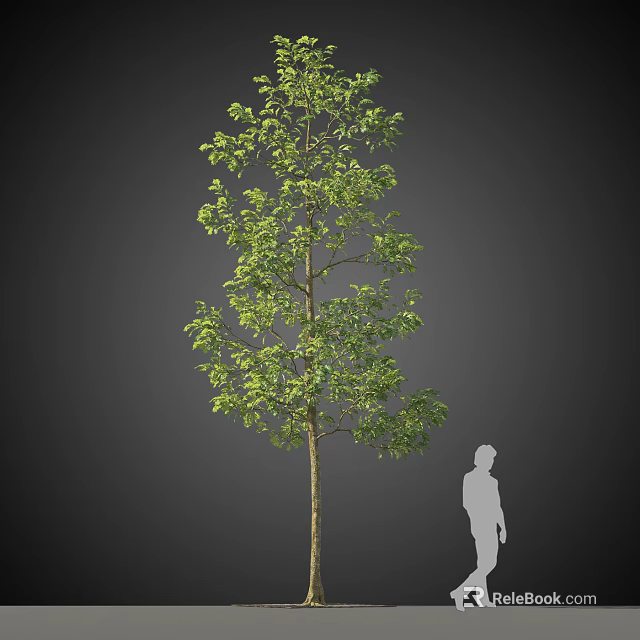 Tall Arbor with Green Leaves and Human Silhouette Showing Height in Dark Background 3d model 