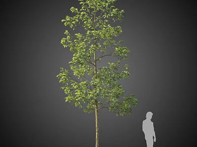 Tall Arbor with Green Leaves and Human Silhouette Showing Height in Dark Background 3d model