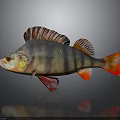 Colorful Striped Fish With Red Fins And Orange Body On Dark Background With Reflection