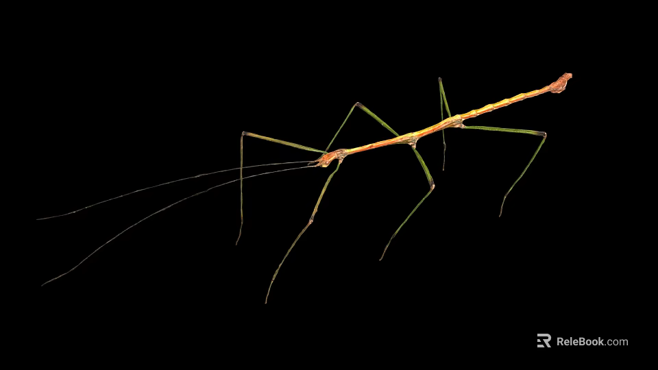 Stick Insect With Long Thin Body Green Brown Color Long Legs Isolated On Black 3d model 