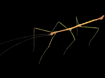 Stick Insect With Long Thin Body Green Brown Color Long Legs Isolated On Black 3d model