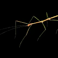 Stick Insect With Long Thin Body Green Brown Color Long Legs Isolated On Black
