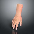 Realistic Human Hand Model Featuring Detailed Skin Texture and Lifelike Fingers