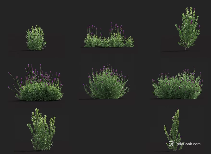 Various Types of Garden Flowers And Herbs With Purple Blooms And Green Foliage 3d model 