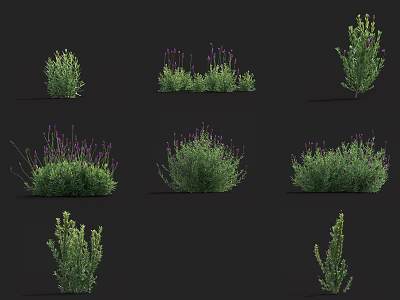 Various Types of Garden Flowers And Herbs With Purple Blooms And Green Foliage 3d model