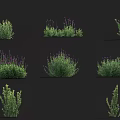 Various Types of Garden Flowers And Herbs With Purple Blooms And Green Foliage