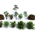 Various Green Shrubs With Diverse Foliage For Garden Landscape Design
