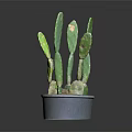Healthy Cactus Plant With Green Flat Stems In Gray Pot Against Dark Background
