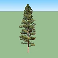 Tall Pine Trees Standing Gracefully with Lush Green Foliage and Straight Trunks