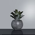 Green Leafy Potted Plant In Textured Gray Pot On Dark Table With Light Wall Background
