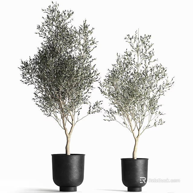 Decorative Olive Tree Plant Arrangement Set In Black Pots For Home Decor 3d model 