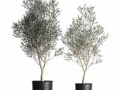 Decorative Olive Tree Plant Arrangement Set In Black Pots For Home Decor 3d model
