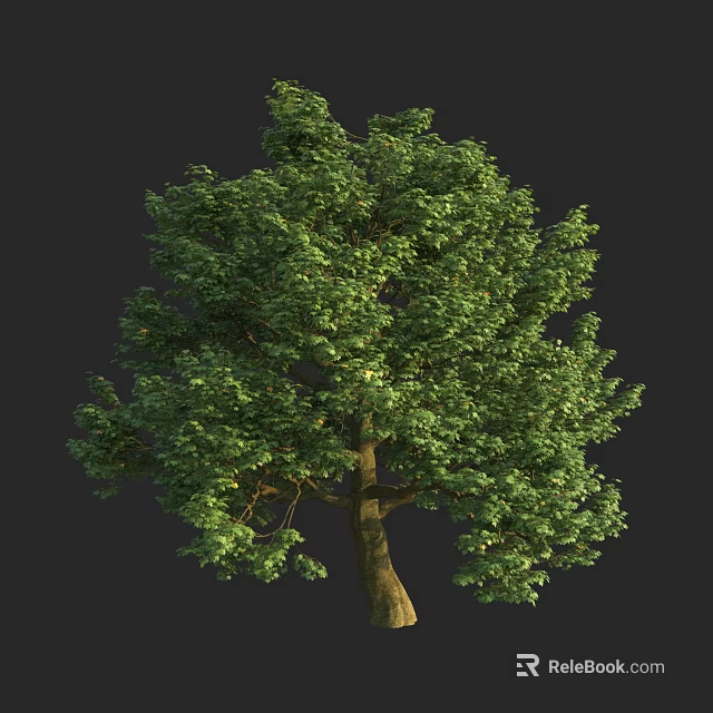 Lush Green Arbor with Dense Foliage and Thick Trunk in Natural Setting 3d model 