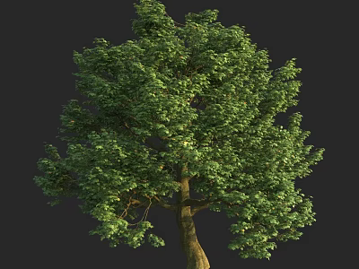Lush Green Arbor with Dense Foliage and Thick Trunk in Natural Setting 3d model