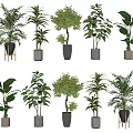 Various Potted Plants With Green Leaves And Different Colored Pots On Stands