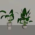 Decorative Potted Plants With Large Green Leaves In White Ceramic Pots On Table