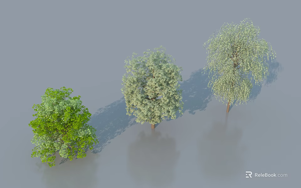Three Ornamental Tree Varieties with Green and Light Colored Foliage 3d model 