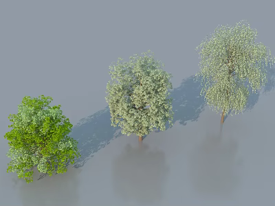 Three Ornamental Tree Varieties with Green and Light Colored Foliage 3d model
