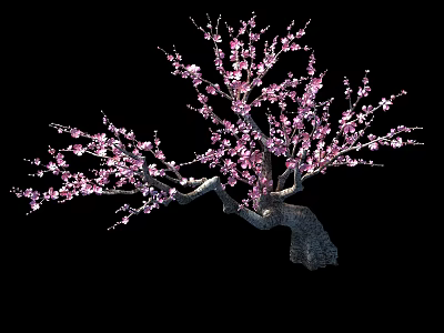 Elegant Tree with Pink Blossoms and Twisted Branches on Black Background 3d model