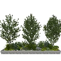 Lush Green Shrubs Planted In Rectangular Planter With Various Green Plants And Fresh Foliage
