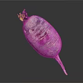 Fresh Purple Radish with Pink Stripes and Green Leaves on Top Against Dark Background