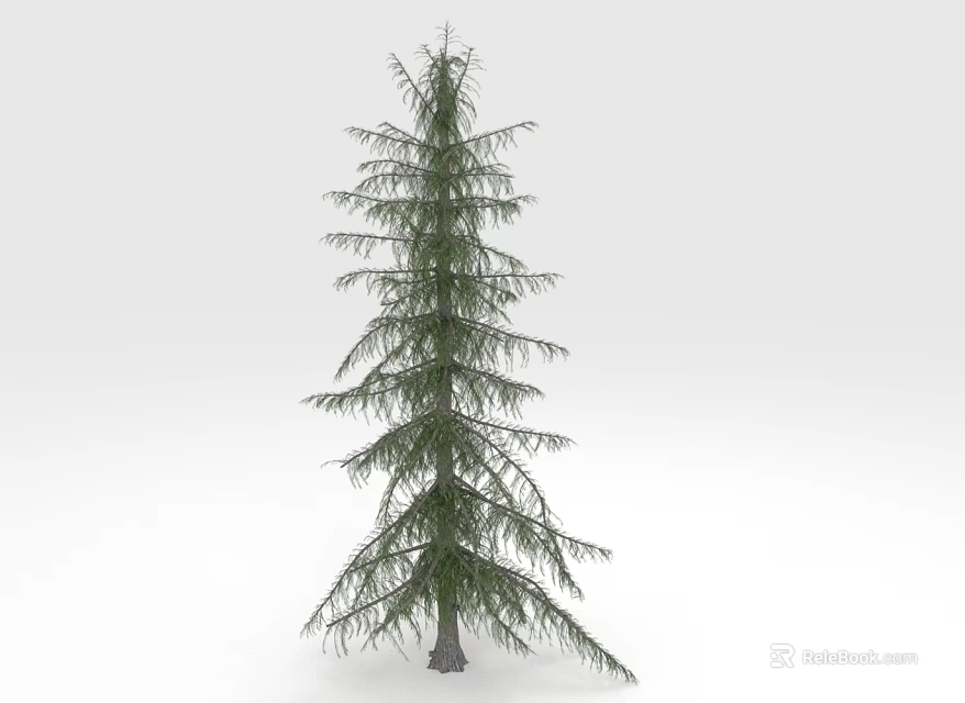 Tall Evergreen Pine Tree With Needle Leaves And Slender Trunk In Upright Shape 3d model 