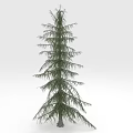 Tall Evergreen Pine Tree With Needle Leaves And Slender Trunk In Upright Shape