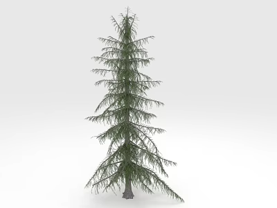 Tall Evergreen Pine Tree With Needle Leaves And Slender Trunk In Upright Shape 3d model