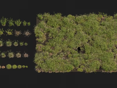 Various Green Herbaceous Plants With Different Heights In Outdoor Landscape Arrangement 3d model