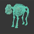 Anatomical Elephant Skeleton Structure Display For Educational Or Research Use