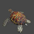 Colorful Sea Turtle With Red Brown Carapace And Spotted Flippers
