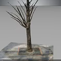 Bare Branched Leafless Tree With Thick Trunk Standing On Square Soil Base Over Light Platform