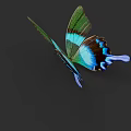 Vibrant Green Blue And Black Winged Butterfly Flying On Dark Background