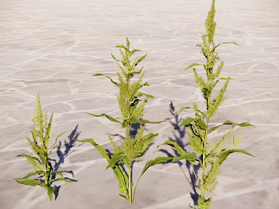 Green Leafy Herbs With Spike Flowers Growing On Light Textured Surface 3d model