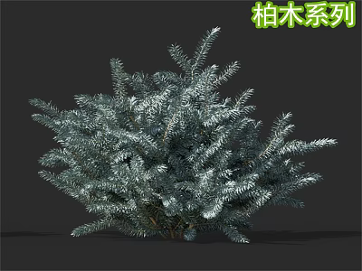 Cypress Tree Series With Silver Green Foliage And Dense Branch Features 3d model