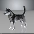Gray and White Husky Dog With Blue Eyes Standing in Realistic 3D Rendered Pose