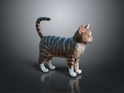 Striped Cat Standing with Raised Tail and White Paws on Gray Background 3d model