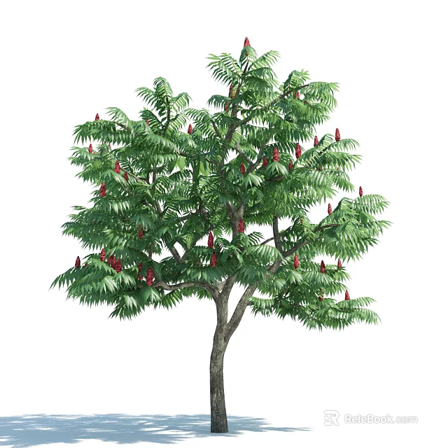 Tall Arbor With Lush Green Leaves And Red Fruits On Branches 3d model 