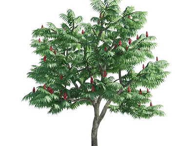 Tall Arbor With Lush Green Leaves And Red Fruits On Branches 3d model
