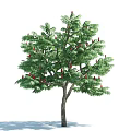 Tall Arbor With Lush Green Leaves And Red Fruits On Branches