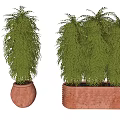 Lush Bamboo Bonsai Plants In Terracotta Pots With Green Foliage