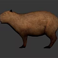 Brown Capybara Standing On Simple Gray Background With 3D Rendered Details 3d model