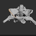 Detailed 3D Model of Pelvic Organs Showing Skeletal Structure and Anatomy