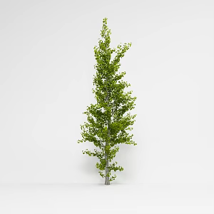 Modern plants Ginkgo ginkgo family deciduous trees Ginkgo ginkgo genus plants 3d model