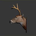 Taxidermy Deer Head Mount With Golden Antlers On Brown Plaque Dark Background