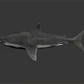 Realistic Gray Shark 3D Model With Detailed Skin Texture On Dark Background