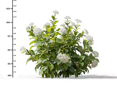 Bushy Green Leafy Plant With White Flowers And Height Measurement In Garden 3d model